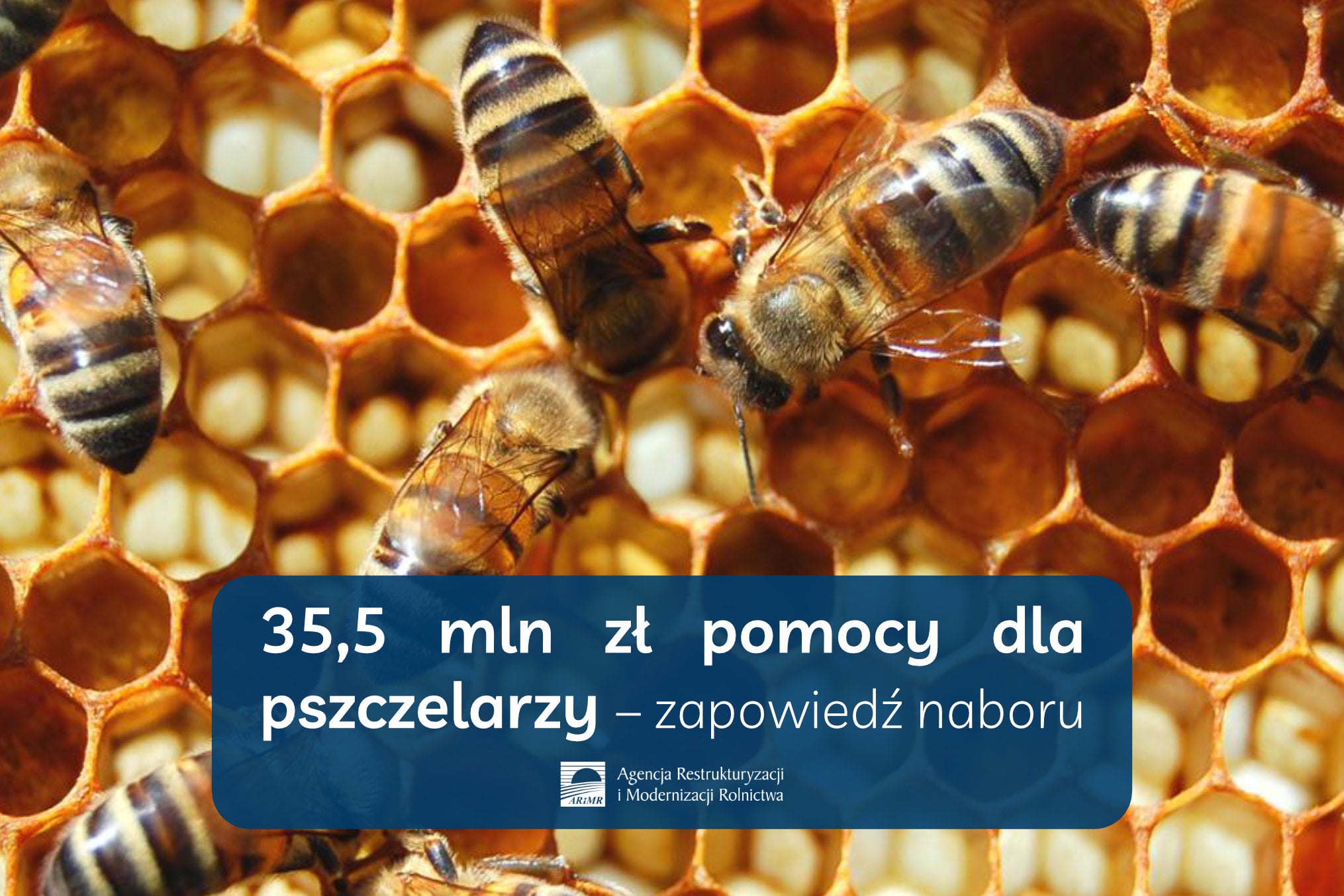 35,5 mln zł pomocy dla pszczelarzy - zapowiedź naboru